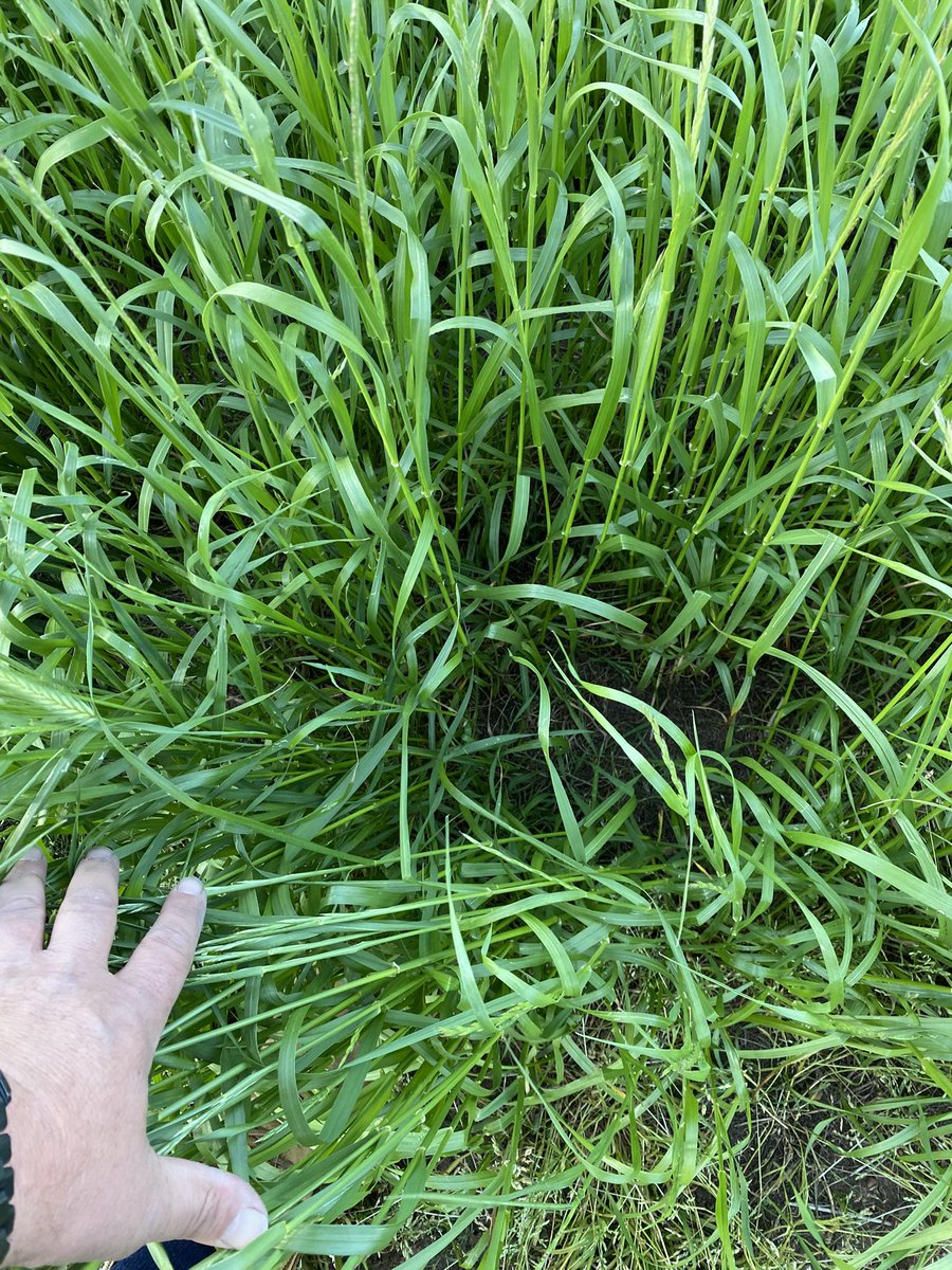 Jamie Nicolaou tweet media