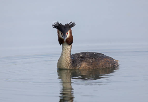 The Great Crested Grebe is a striking and elegant waterbird, well-known for its elaborate courtship displays and distinctive appearance. #ExploreUganda #birding 
glorysummithoteltours.com
birdingsafarisuganda.com