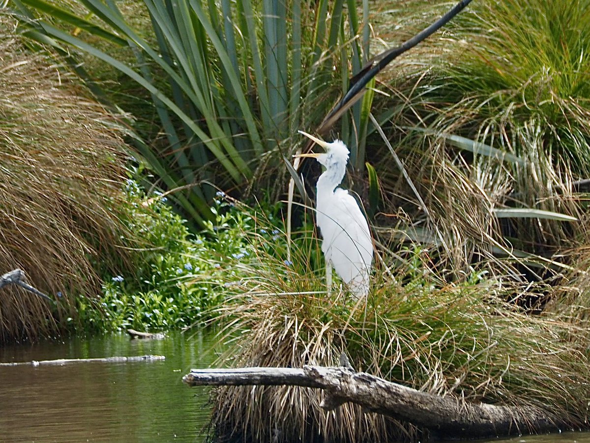 GruiformAbi's tweet image. A lucky spot in Christchurch yesterday- a kōtuku! These great egrets (Ardea alba) are abundant in other parts of the world but extremely rare in New Zealand, with a total population of less than 200 birds in the whole country