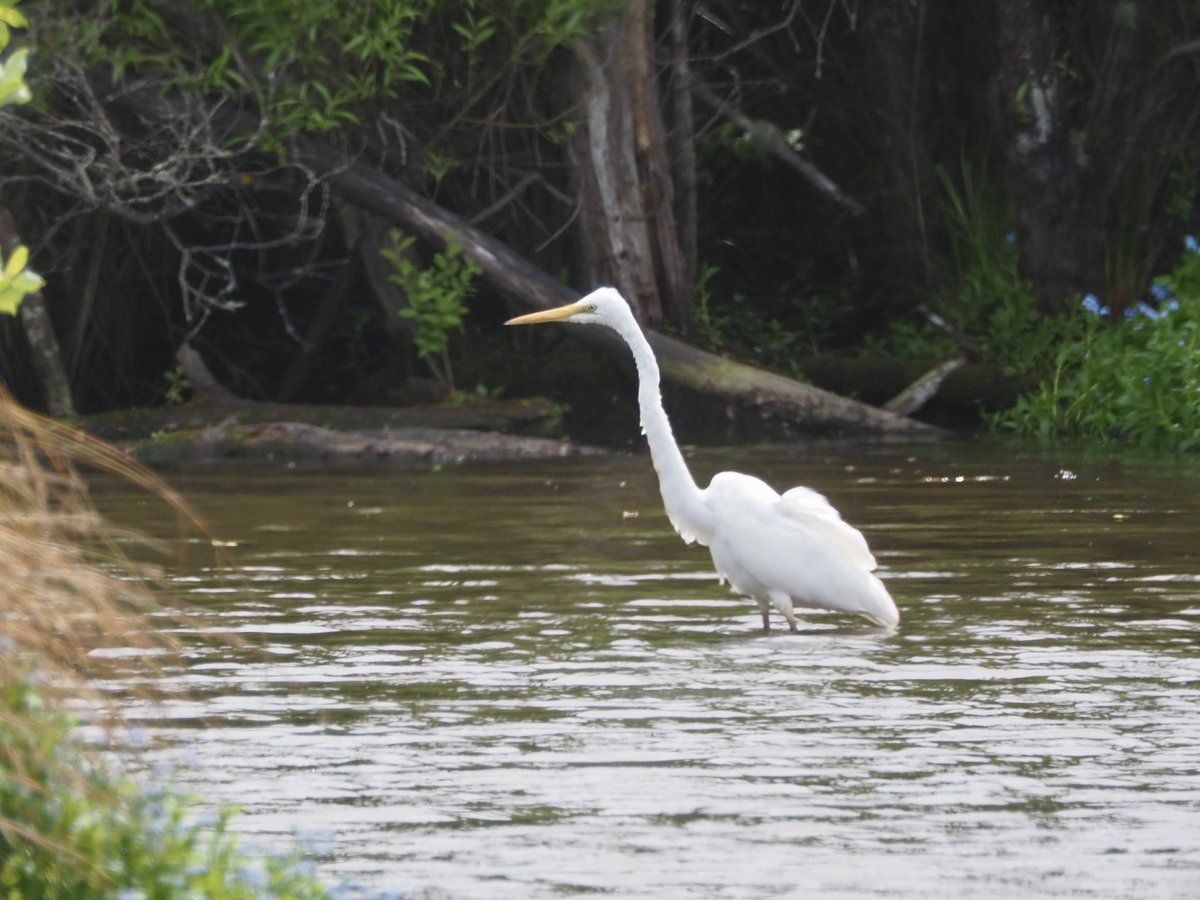 GruiformAbi's tweet image. A lucky spot in Christchurch yesterday- a kōtuku! These great egrets (Ardea alba) are abundant in other parts of the world but extremely rare in New Zealand, with a total population of less than 200 birds in the whole country