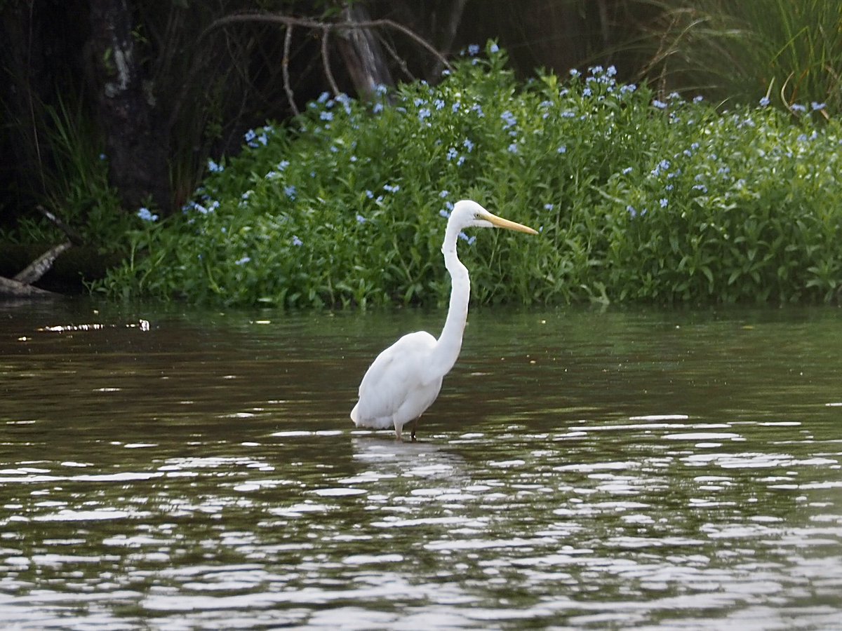 GruiformAbi's tweet image. A lucky spot in Christchurch yesterday- a kōtuku! These great egrets (Ardea alba) are abundant in other parts of the world but extremely rare in New Zealand, with a total population of less than 200 birds in the whole country