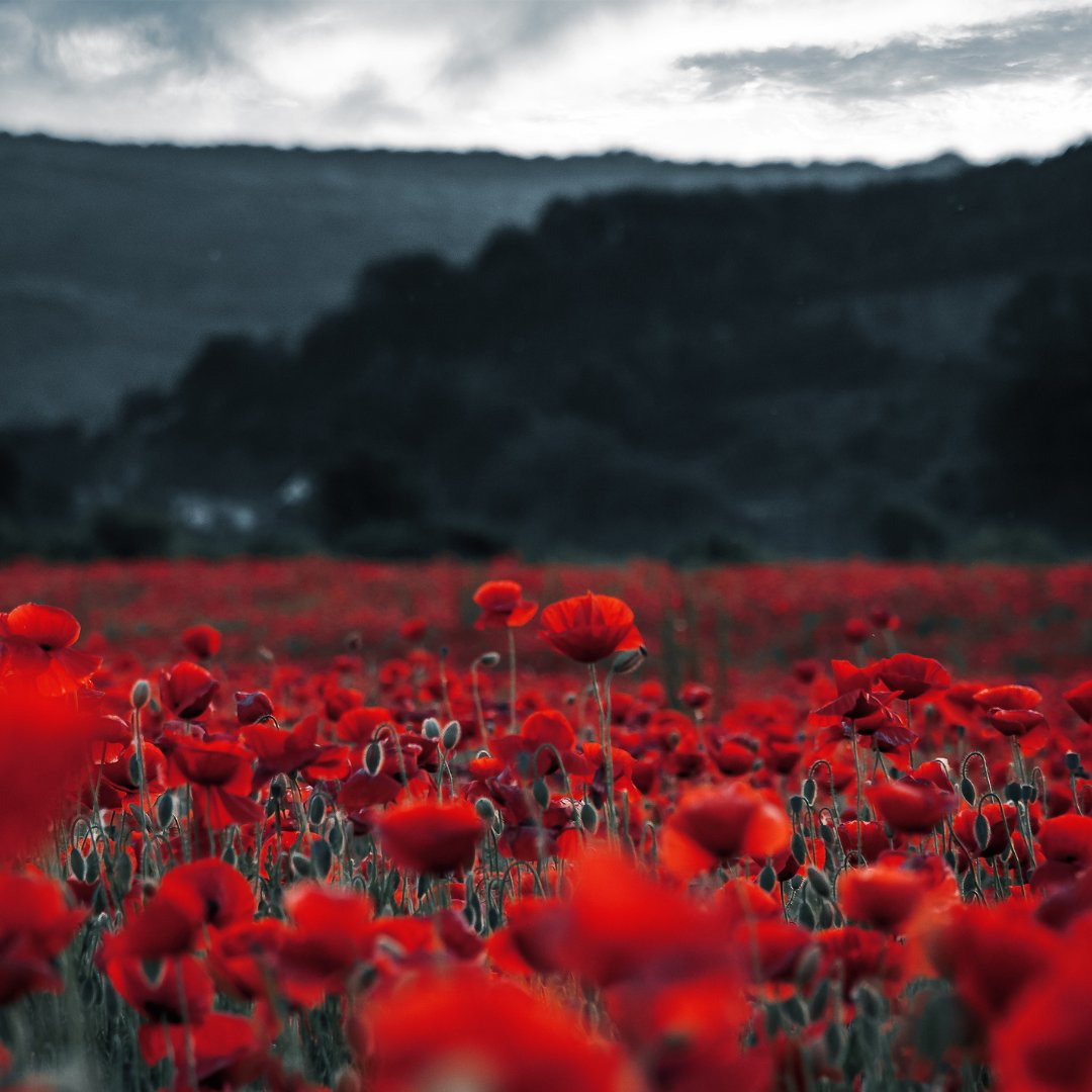 RevPRuk's tweet image. They shall grow not old, as we that are left grow old: Age shall not weary them, nor the years condemn. At the going down of the sun and in the morning, We will remember them.

#Remembrance