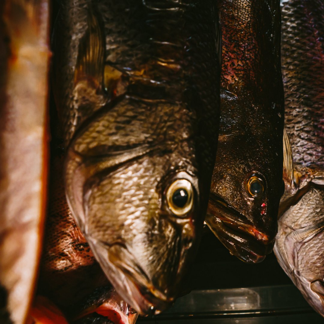 MeyrickWill's tweet photo. Aging fish might sound unusual, but it’s an art we’re passionate about at Mama San, Billy Ho, and Buzo. It’s all about letting the fish rest and deepen in flavor, unlocking a rich, melt-in-your-mouth texture that’s truly unforgettable. https://t.co/pnNY4qTb8r