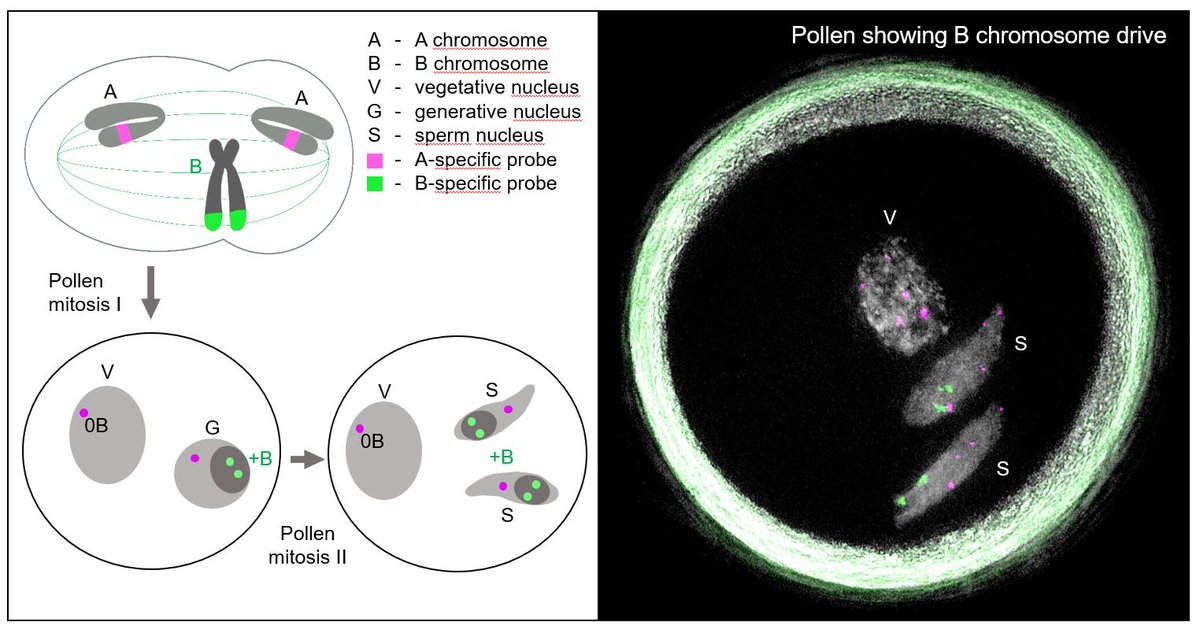 Leibniz IPK (@leibnizipk) on Twitter photo An international research team led by <a href="/LeibnizIPK/">Leibniz IPK</a> identified genes on the rye B chromosome, that are likely responsible for regulating this process. The results were published in <a href="/NatureComms/">Nature Communications</a>.
➡️PR: tinyurl.com/49nve7n8
➡️Paper: tinyurl.com/c6yd4rrr An international research team led by <a href="/LeibnizIPK/">Leibniz IPK</a> identified genes on the rye B chromosome, that are likely responsible for regulating this process. The results were published in <a href="/NatureComms/">Nature Communications</a>.
➡️PR: tinyurl.com/49nve7n8
➡️Paper: tinyurl.com/c6yd4rrr