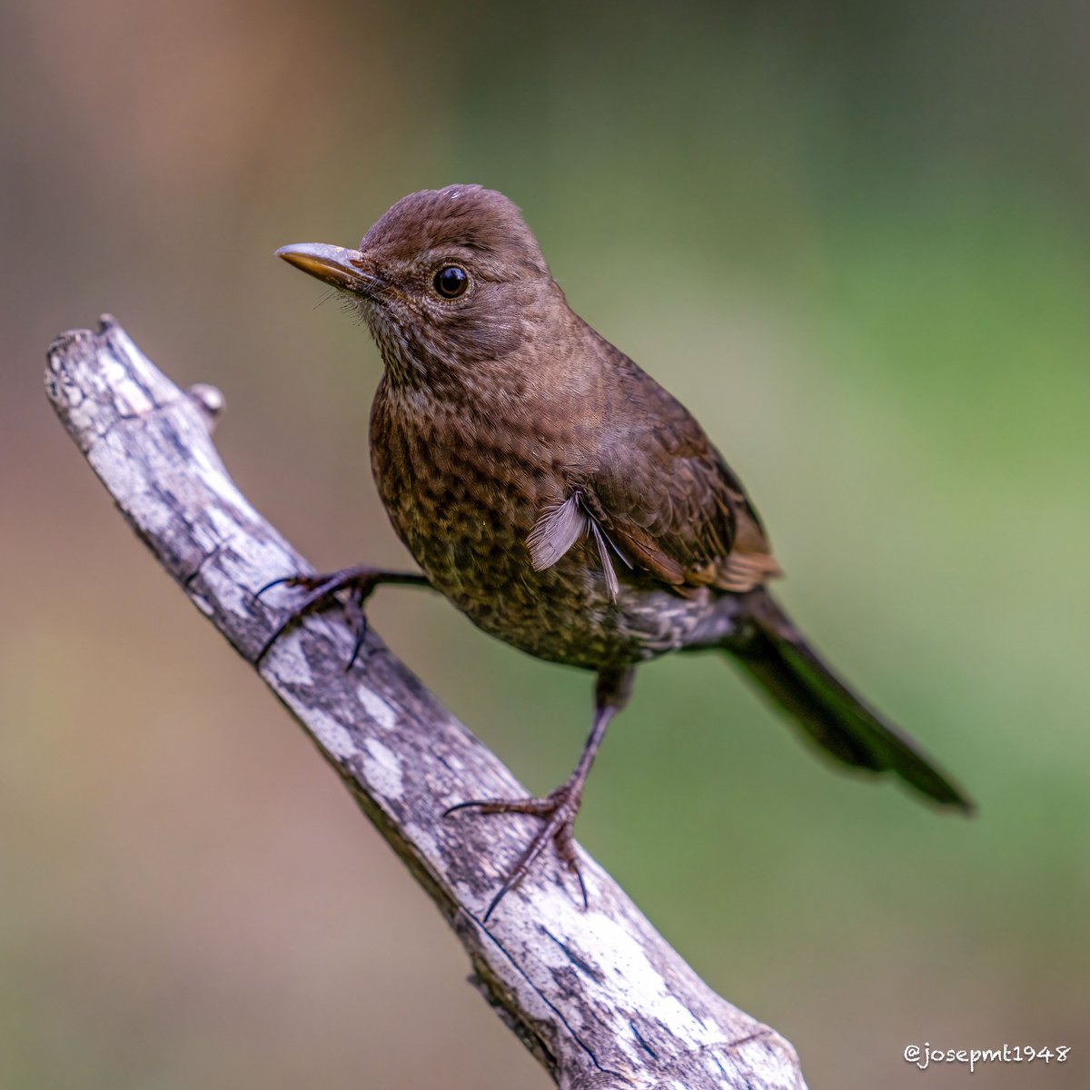 josepmt's tweet photo. Merla (Turdus merula)
#merla #turdusmerula #mirlo #blackbird
@corbnatur https://t.co/c3D7VuvyJY