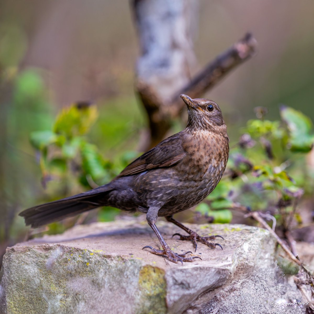 josepmt's tweet photo. Merla (Turdus merula)
#merla #turdusmerula #mirlo #blackbird
@corbnatur https://t.co/c3D7VuvyJY