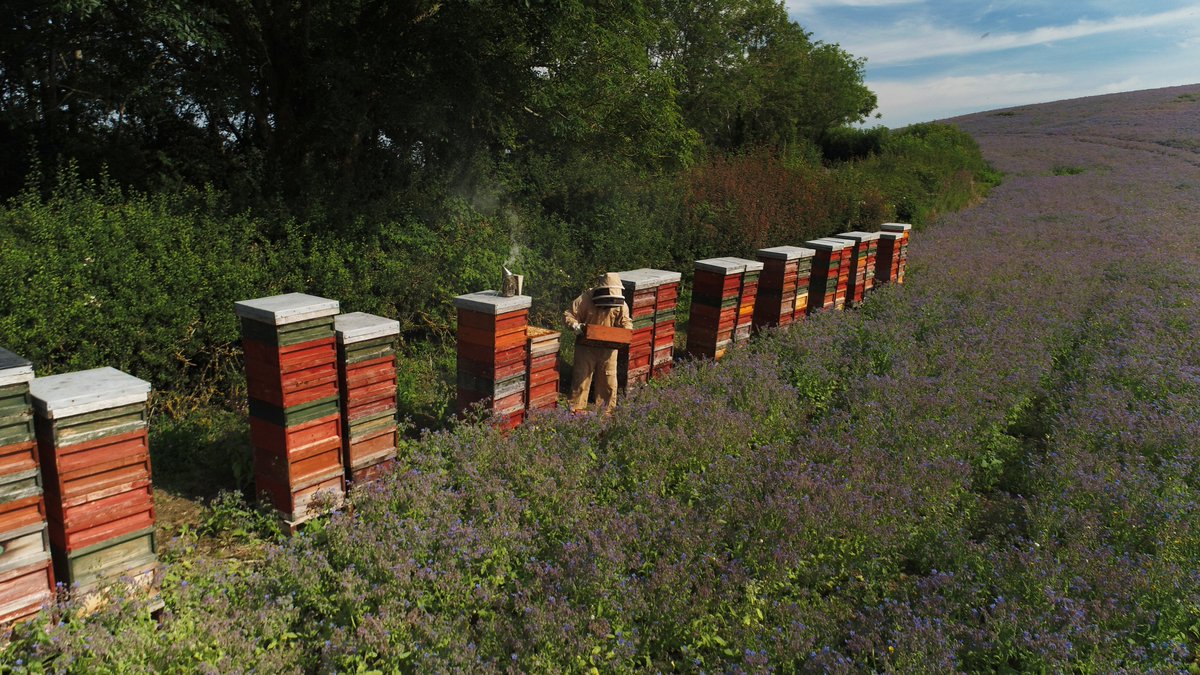 Why should you buy British honey?🇬🇧

Did you know that most of the honey we consume is imported?

Imports have often been made too quickly and don't meet high British standards...

Quality British honey is the best way to guarantee you're getting the real thing.