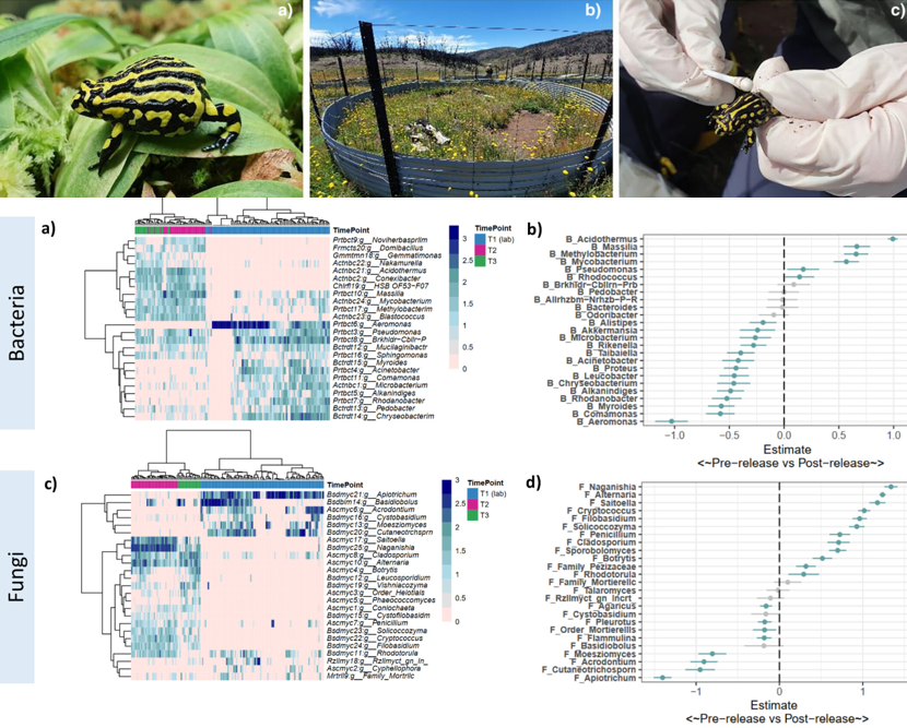 Alice Risely (@risely_a) on Twitter photo If you're interested in bacterial and fungal skin #microbiomes of amphibians, we have a new paper out in <a href="/molecology/">Molecular Ecology</a> looking at how these assemblages change and interact during field release in captive reared frogs: onlinelibrary.wiley.com/doi/full/10.11… 🐸 If you're interested in bacterial and fungal skin #microbiomes of amphibians, we have a new paper out in <a href="/molecology/">Molecular Ecology</a> looking at how these assemblages change and interact during field release in captive reared frogs: onlinelibrary.wiley.com/doi/full/10.11… 🐸