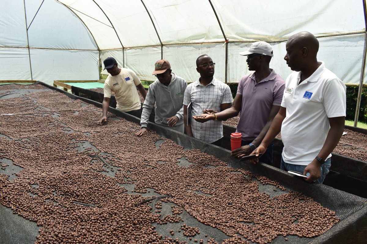 COFFEE PRICES: Today's farmgate prices in UGX/Kilo  
Kiboko 6,000-7,000      
FAQ 12,500-13,000        
Arabica Parchment 12,000-13,000   
Drugar 11,000-12,000

"For sheer sensory enjoyment, few everyday experiences can compete with a good cup of coffee." Ernesto Illy