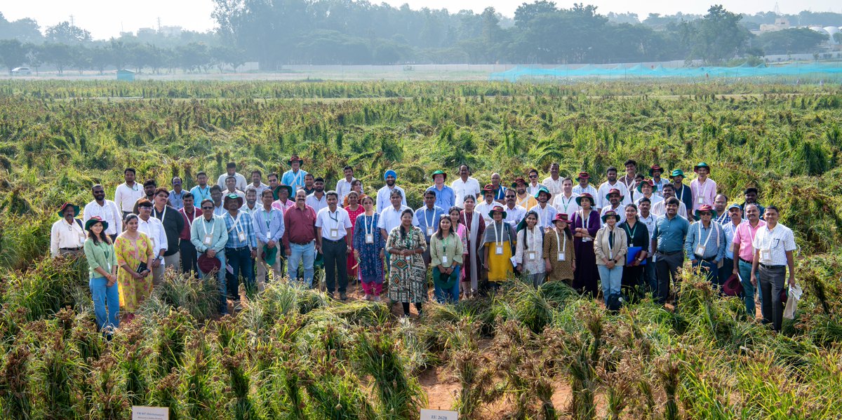 ICRISAT's tweet image. Today, we kicked off the ICRISAT Genebank Small Millets Field Day.

Around 51 researchers and breeders, representing 24 organizations from both the public and private sectors, are examining 7,000 unique small millet breeding lines on display.

@CGIAR @CropTrust @planttreaty…