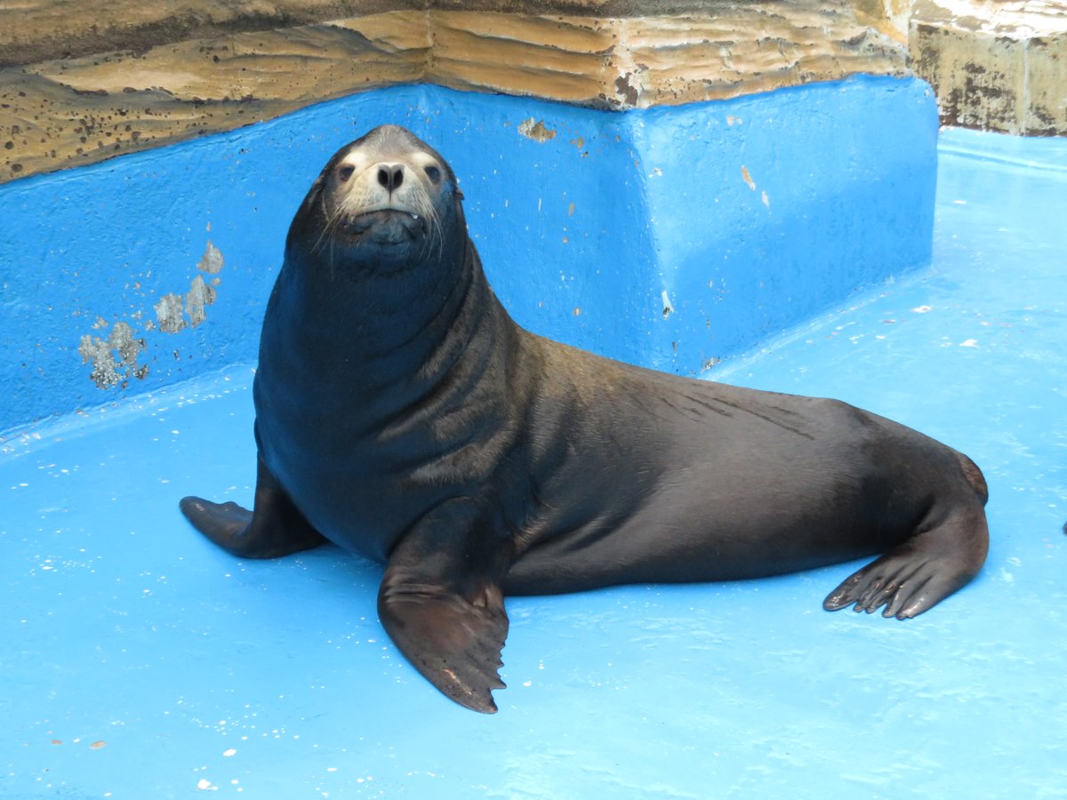 カリフォルニアアシカ の #フェリックス （オス・23歳）は高齢による