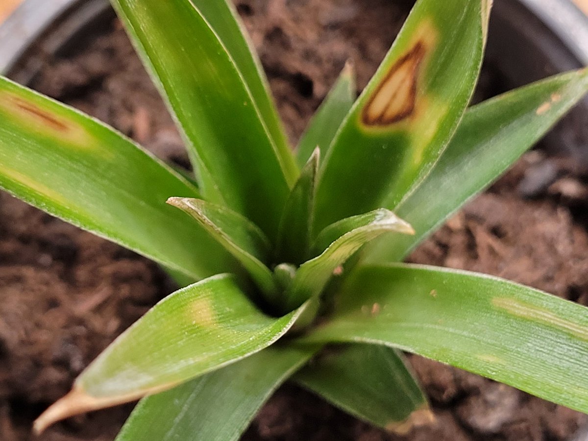 kliesch_andreas's tweet image. #Ananas 
So wie es zur Zeit aussieht, sind meine beiden wohl über den Berg.
Sie haben etwas gelitten, nachdem ich sie am 12ten Oktober nur mit einem Hauch von Wurzeln getopft habe. 
Die neuen Blätter im Zentrum sehen frisch aus, mal schauen wie es die nächsten Wochen wird.