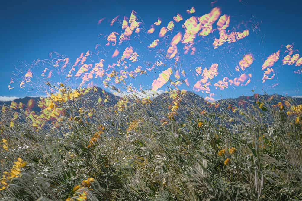 ArtAscent's tweet photo. Original art by Lev L. Spiro, published in our Floral issue. https://t.co/HwXsFzdiWZ Credit to the artist.
#DistinquishedArtist #ArtAscent #ArtMagazine #FloralIssue #Artist #ArtCollector #ContemporaryArt #Artwork #photography https://t.co/Apua4WWOE8