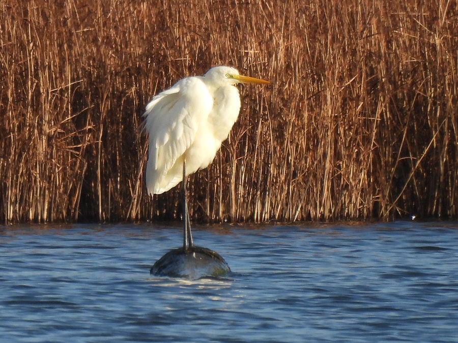 IanFouk's tweet image. Great White Egret -am- east pond @RSPBSaltholme 
Pintail x2 &amp;amp; Spoonbill on the west pond.
@teesbirds1