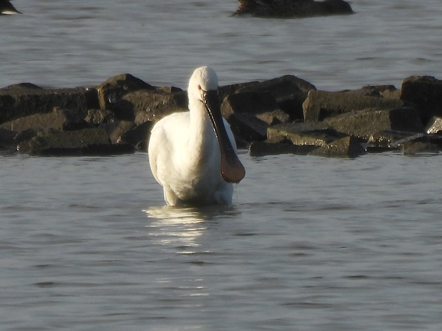 IanFouk's tweet image. Great White Egret -am- east pond @RSPBSaltholme 
Pintail x2 &amp;amp; Spoonbill on the west pond.
@teesbirds1