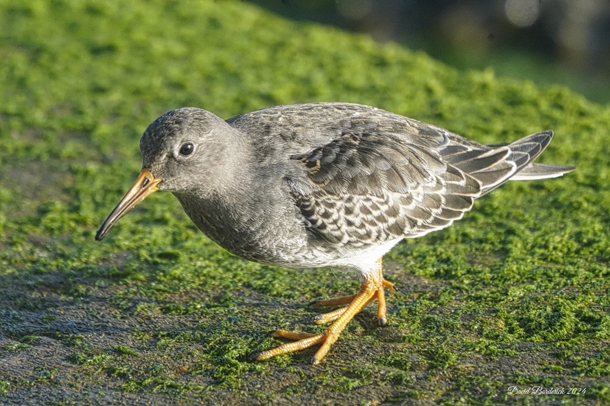 David Borderick (@daveborderick) on Twitter photo One of five Purple Sandpiper north of the pier at Southwold this morning <a href="/SuffolkBirdGrp/">Suffolk Bird Group</a> <a href="/BTO_Suffolk/">BTO Suffolk</a> One of five Purple Sandpiper north of the pier at Southwold this morning <a href="/SuffolkBirdGrp/">Suffolk Bird Group</a> <a href="/BTO_Suffolk/">BTO Suffolk</a>