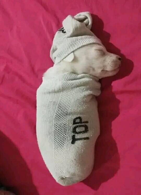 DiloConPerritos's tweet image. *Suena la alarma por milésima vez*

Yo: