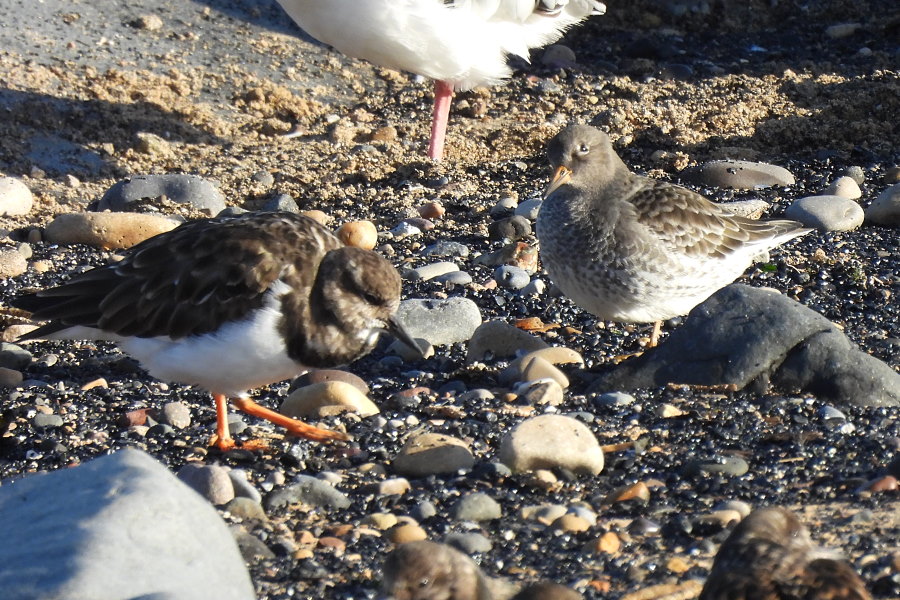 IanFouk's tweet image. Purple Sandpiper x8 this morning at Newburn Bridge, Hartlepool. 
Roosting with Turnstone c.30, Ringed Plover x26, Oystercatcher x32, Bar-tailed Godwit x2 &amp;amp; Lapwing c.10.
@teesbirds1