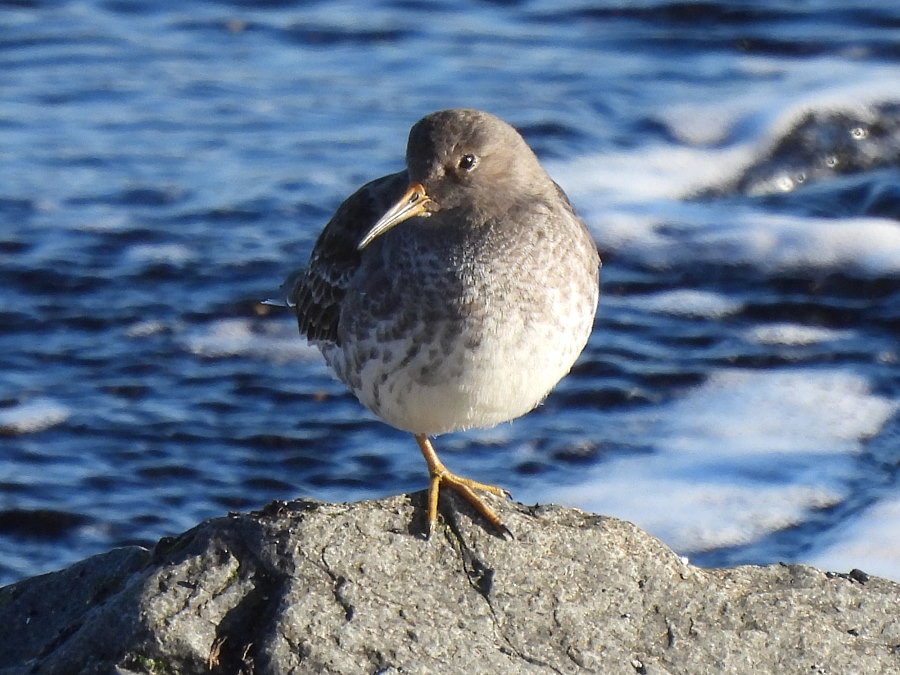 IanFouk's tweet image. Purple Sandpiper x8 this morning at Newburn Bridge, Hartlepool. 
Roosting with Turnstone c.30, Ringed Plover x26, Oystercatcher x32, Bar-tailed Godwit x2 &amp;amp; Lapwing c.10.
@teesbirds1