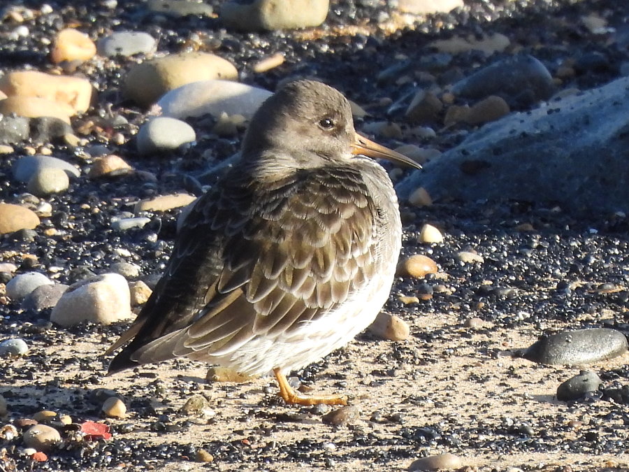 IanFouk's tweet image. Purple Sandpiper x8 this morning at Newburn Bridge, Hartlepool. 
Roosting with Turnstone c.30, Ringed Plover x26, Oystercatcher x32, Bar-tailed Godwit x2 &amp;amp; Lapwing c.10.
@teesbirds1