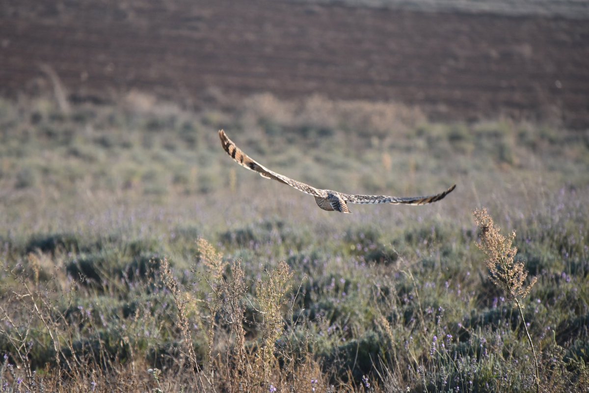 Tractorista de Castilla 🚜💨 tweet media