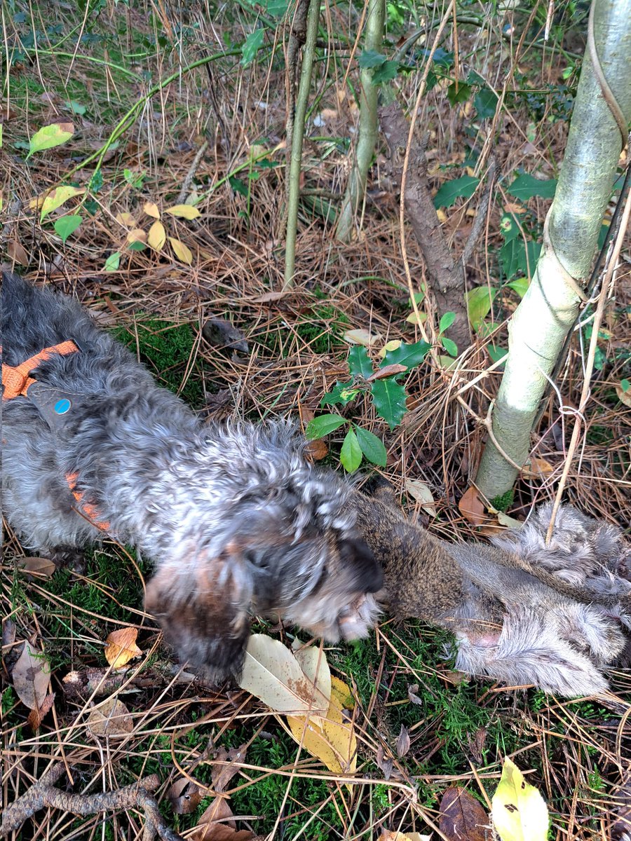 marjanna v.d. meulen tweet media