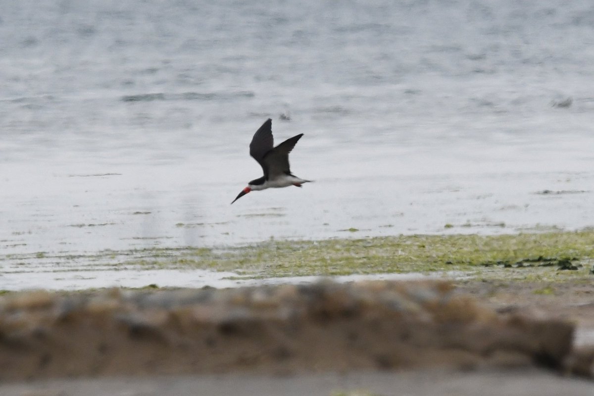 marcmcflurry's tweet photo. Inca tern, Peruvian Tern, Elegant Tern and Black Skimmer #Paracas #Peru #BirdsSeenIn2024 https://t.co/ZujI3knpWV