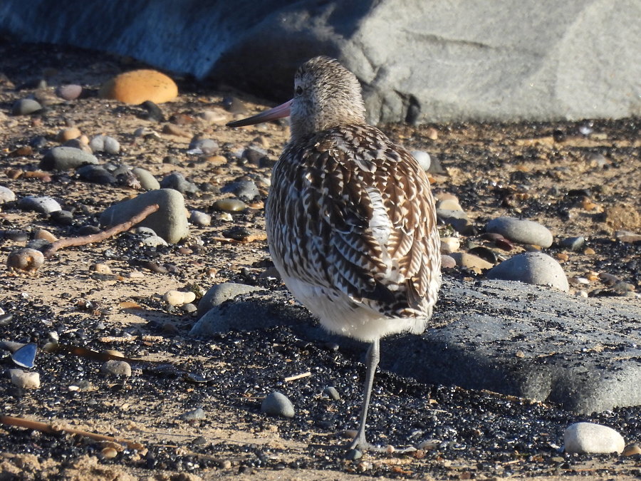 IanFouk's tweet image. Purple Sandpiper x8 this morning at Newburn Bridge, Hartlepool. 
Roosting with Turnstone c.30, Ringed Plover x26, Oystercatcher x32, Bar-tailed Godwit x2 &amp;amp; Lapwing c.10.
@teesbirds1