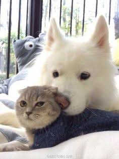 ภูเอเอเป๊ะมาก ตั้งแต่ตาซามอยด์ยันอินเนอร์แมว