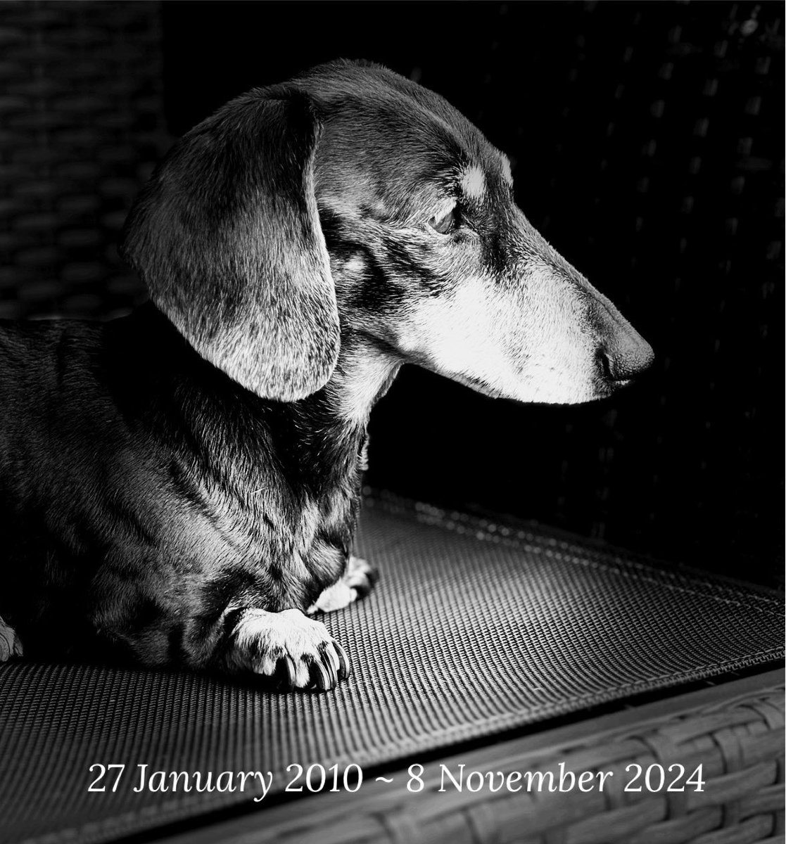 Maisie Sausage Dog 🇺🇦💙 tweet media