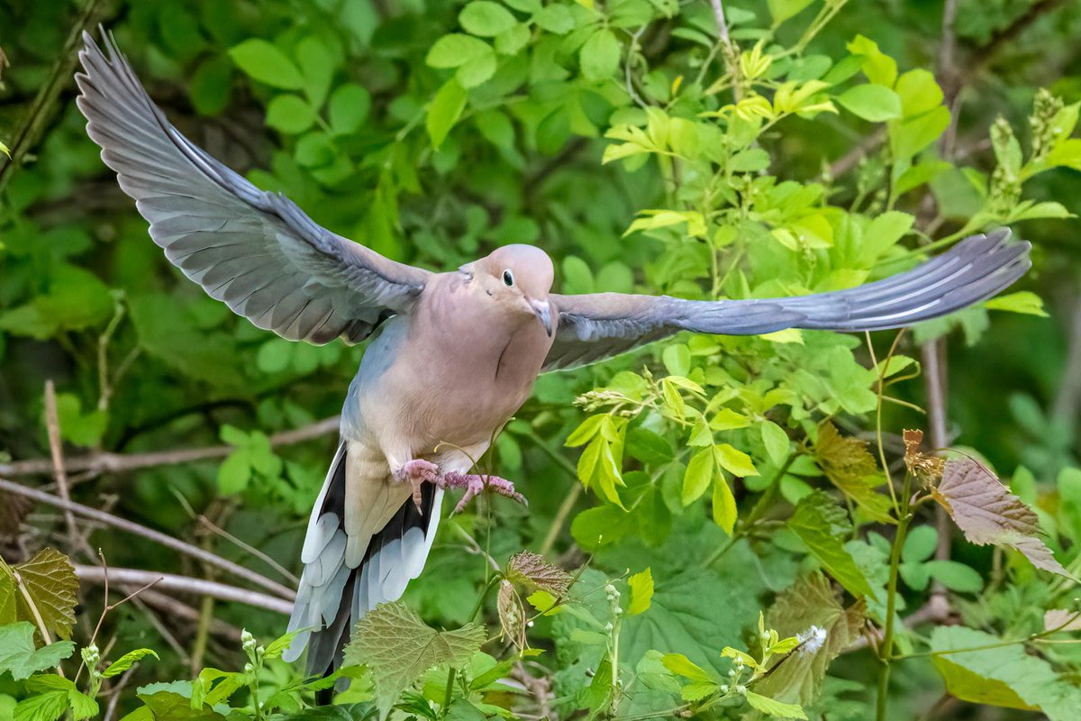 Pidgebot5000's tweet image. #Pidgepostbot Pidge: True(0.9998). Photo by shutterbug19471.