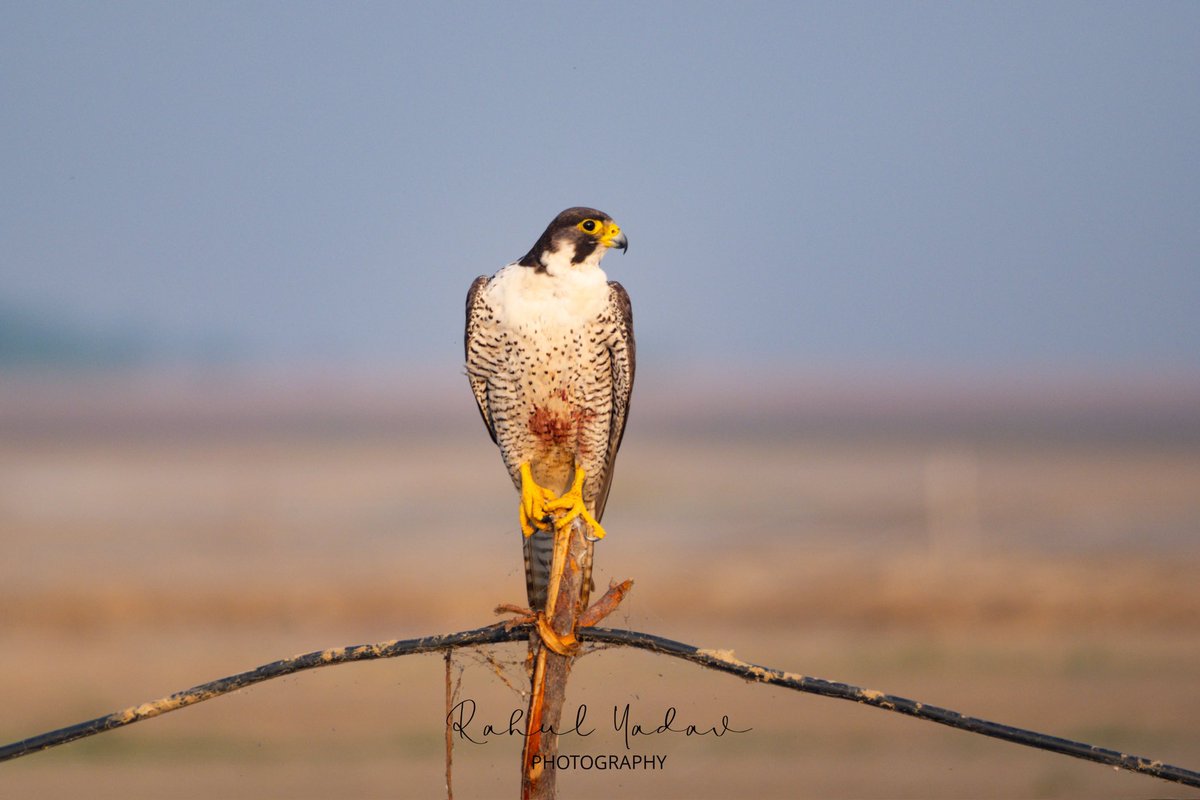 rahul_in_u's tweet image. The Peregrine Falcon

Captured this stunning Peregrine Falcon, nature’s fastest hunter. unmatched speed, diving at over 320 km/h! #BirdWatching #BirdsOfPrey #WildlifePhotos #NaturePhotography #BirdLovers #Falconry #AnimalPhotography #BirdBrilliance #BirdPerfection @NatGeoPhotos