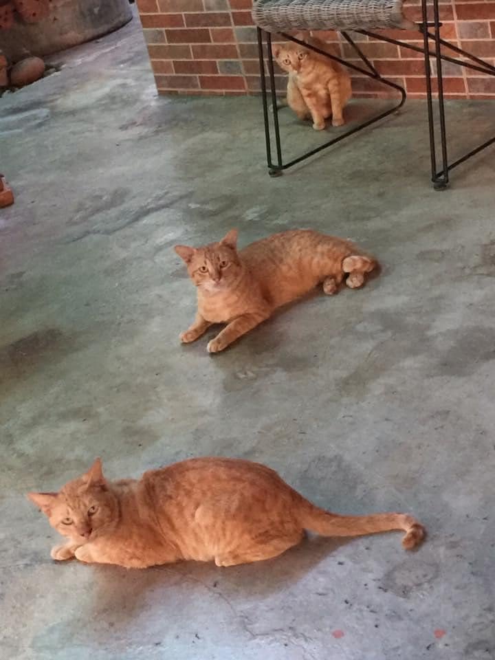 translated cats tweet media