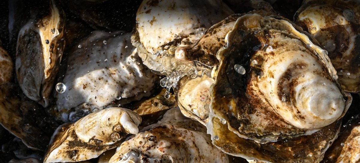 Today is the last day to register for the 2024 Maryland #Shellfish Aquaculture Conference! The conference is tomorrow, Nov. 12, in Annapolis, and includes the latest information from growers, scientists, and managers. Industry members receive a discount: loom.ly/iEwOGi8