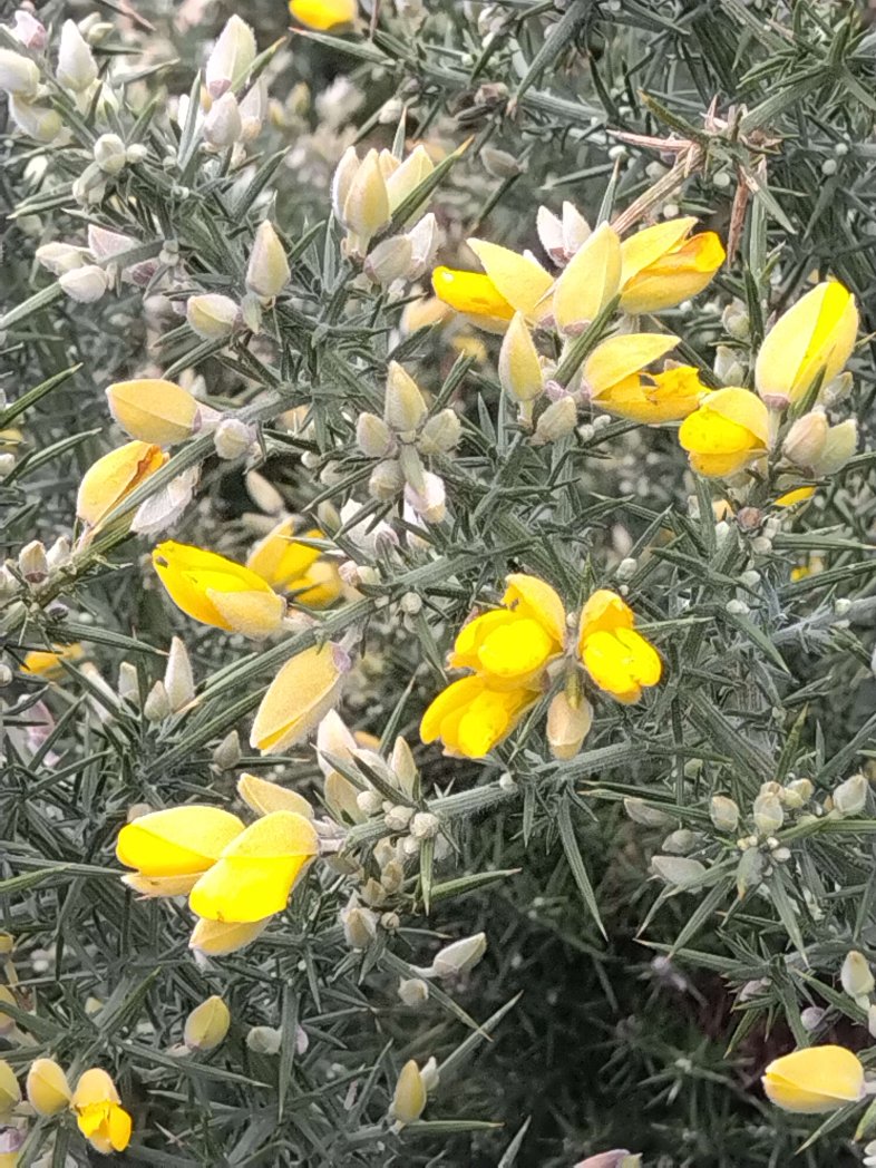 Aredius44's tweet image. c'est le printemps sur la côte bretonne #Penestin #Morbihan