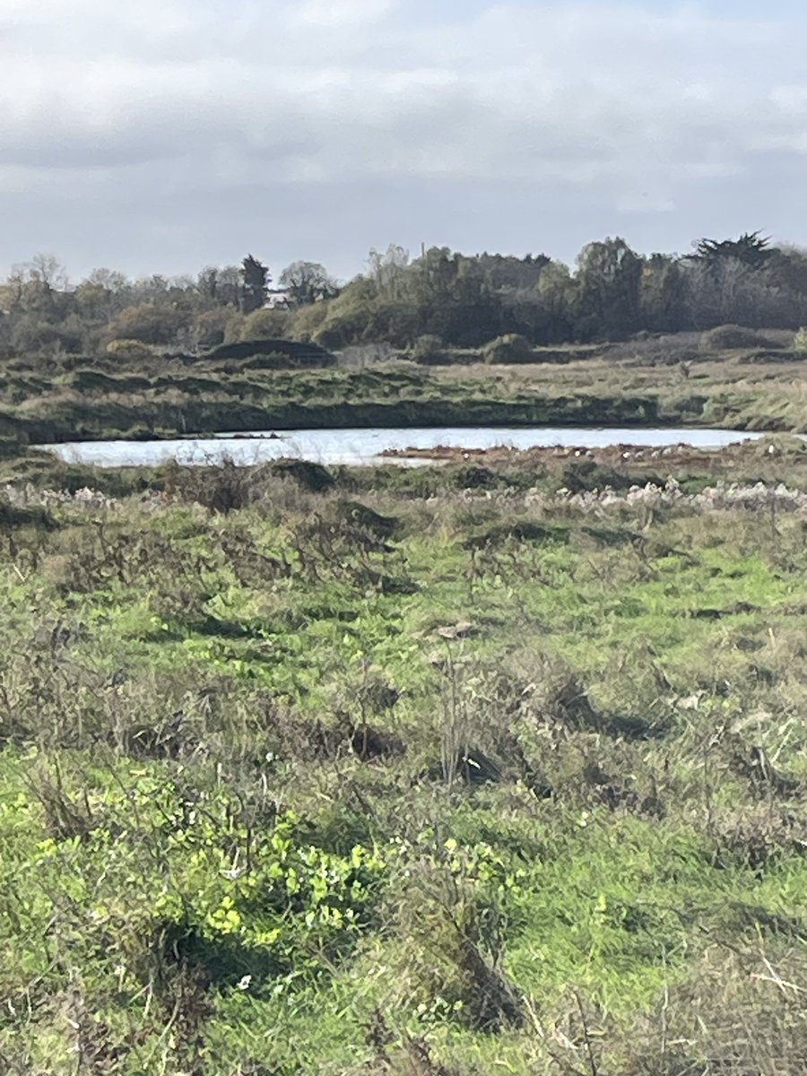 Elspeth Penfold tweet media