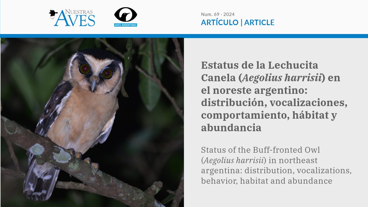 #NuestrasAves
[ARTÍCULO] ES
Estatus de la Lechucita Canela en el noreste argentino: distribución, vocalizaciones, comportamiento, hábitat y abundancia
🔓 Accedé GRATIS bit.ly/3CjfgDU
✍️<a href="/alebodrati/">Alejandro Bodrati</a> <a href="/FacuDiSallo/">Facu Di Sallo</a> Nésto Fariña <a href="/AgostinaJuncosa/">Agostina Juncosa-Polzella</a> Gabriel Moresco <a href="/CockleKristina/">Kristina Cockle</a>
