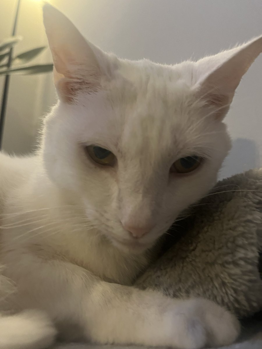 Paul Blart tweet media