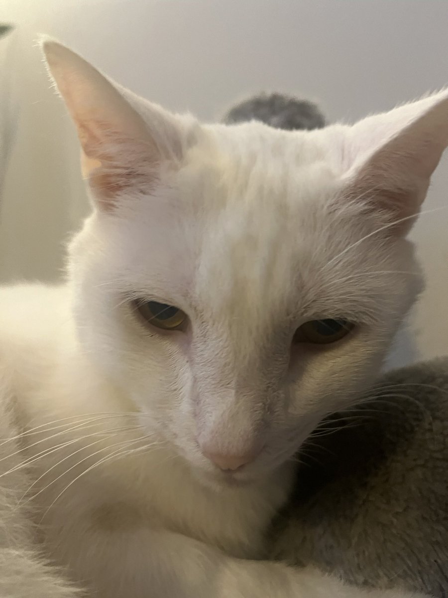 Paul Blart tweet media