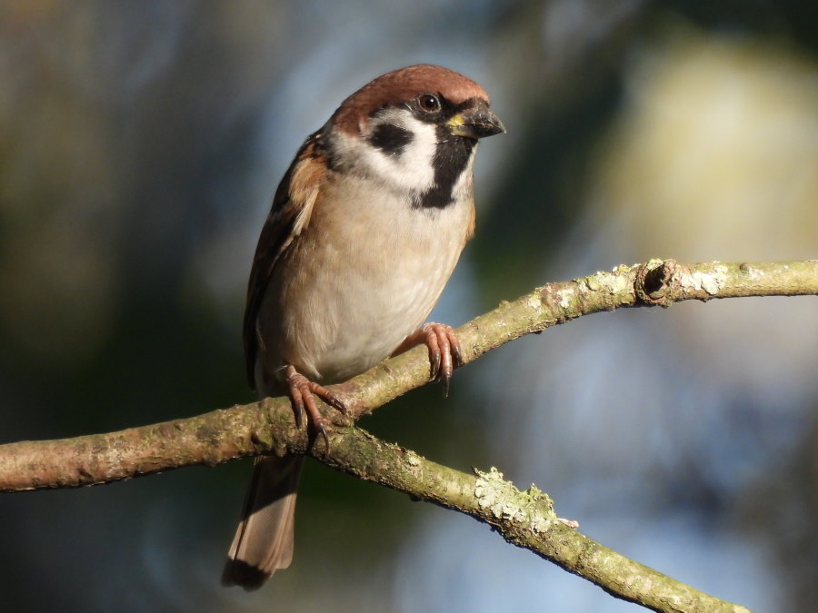 IanFouk's tweet image. Great Spotted Woodpecker, Jay, Pheasant, Tree Sparrow this morning at Cowpen Bewley Woodland Park.
@teesbirds1