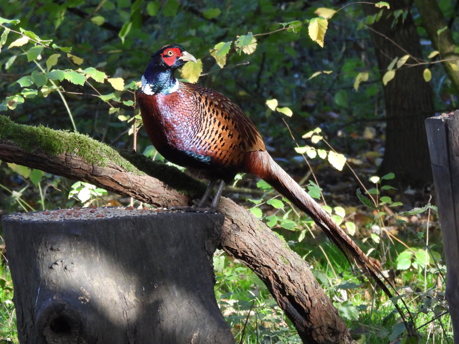 IanFouk's tweet image. Great Spotted Woodpecker, Jay, Pheasant, Tree Sparrow this morning at Cowpen Bewley Woodland Park.
@teesbirds1