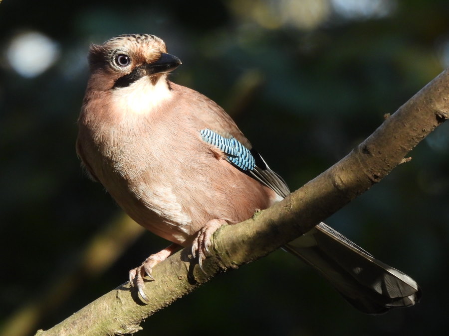 IanFouk's tweet image. Great Spotted Woodpecker, Jay, Pheasant, Tree Sparrow this morning at Cowpen Bewley Woodland Park.
@teesbirds1