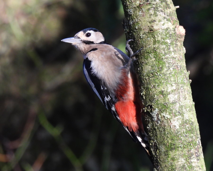 IanFouk's tweet image. Great Spotted Woodpecker, Jay, Pheasant, Tree Sparrow this morning at Cowpen Bewley Woodland Park.
@teesbirds1