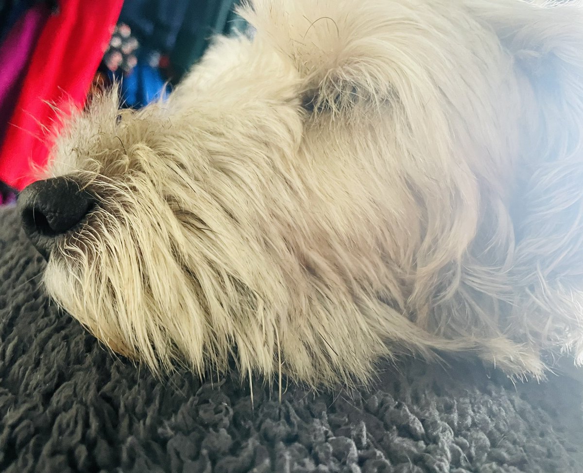Rubitadogita's tweet photo. Mum has been grooming me. She put me fur in a centre parting. I’m only letting her as she has hurt her toe. otherwise i’d be off 🤣 love smart boy Bowie X #dogsofx #poshdog #Bowie https://t.co/A3pu4YdqDN