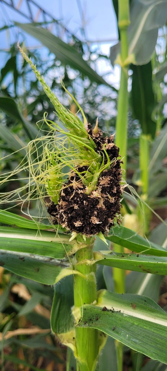 Roberto De Rossi tweet media