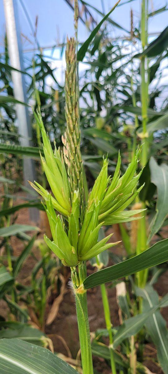 Roberto De Rossi tweet media