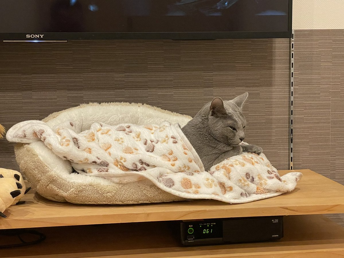 毛布しっかりかけてるウチのニャー助🐈‍⬛
天才だな！笑
#ロシアンブルー
#猫
#寒がり