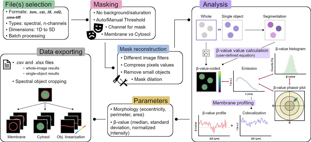 J Cell Science (@j_cell_sci) on Twitter photo .@BioSciFLo, <a href="/Sciezgin/">Erdinc Sezgin</a>, @luca_andronico and colleagues <a href="/karolinskainst/">Karolinska Institutet</a> <a href="/scilifelab/">SciLifeLab</a> present VISION, an open-source software for automated multi-dimensional image analysis of cellular biophysics.
#OpenAccess #ReadandPublish #JCSImagingSI
journals.biologists.com/jcs/article/13… .@BioSciFLo, <a href="/Sciezgin/">Erdinc Sezgin</a>, @luca_andronico and colleagues <a href="/karolinskainst/">Karolinska Institutet</a> <a href="/scilifelab/">SciLifeLab</a> present VISION, an open-source software for automated multi-dimensional image analysis of cellular biophysics.
#OpenAccess #ReadandPublish #JCSImagingSI
journals.biologists.com/jcs/article/13…