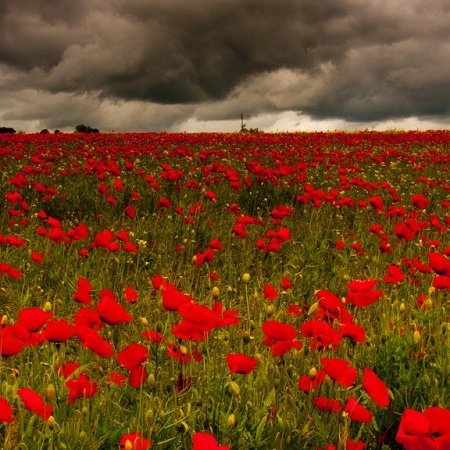 Today we remember those who fought for our freedom and the sacrifices they made. We are forever in their debt.

We also remember those still serving today.

#LestWeForget
#WeWillRememberThem