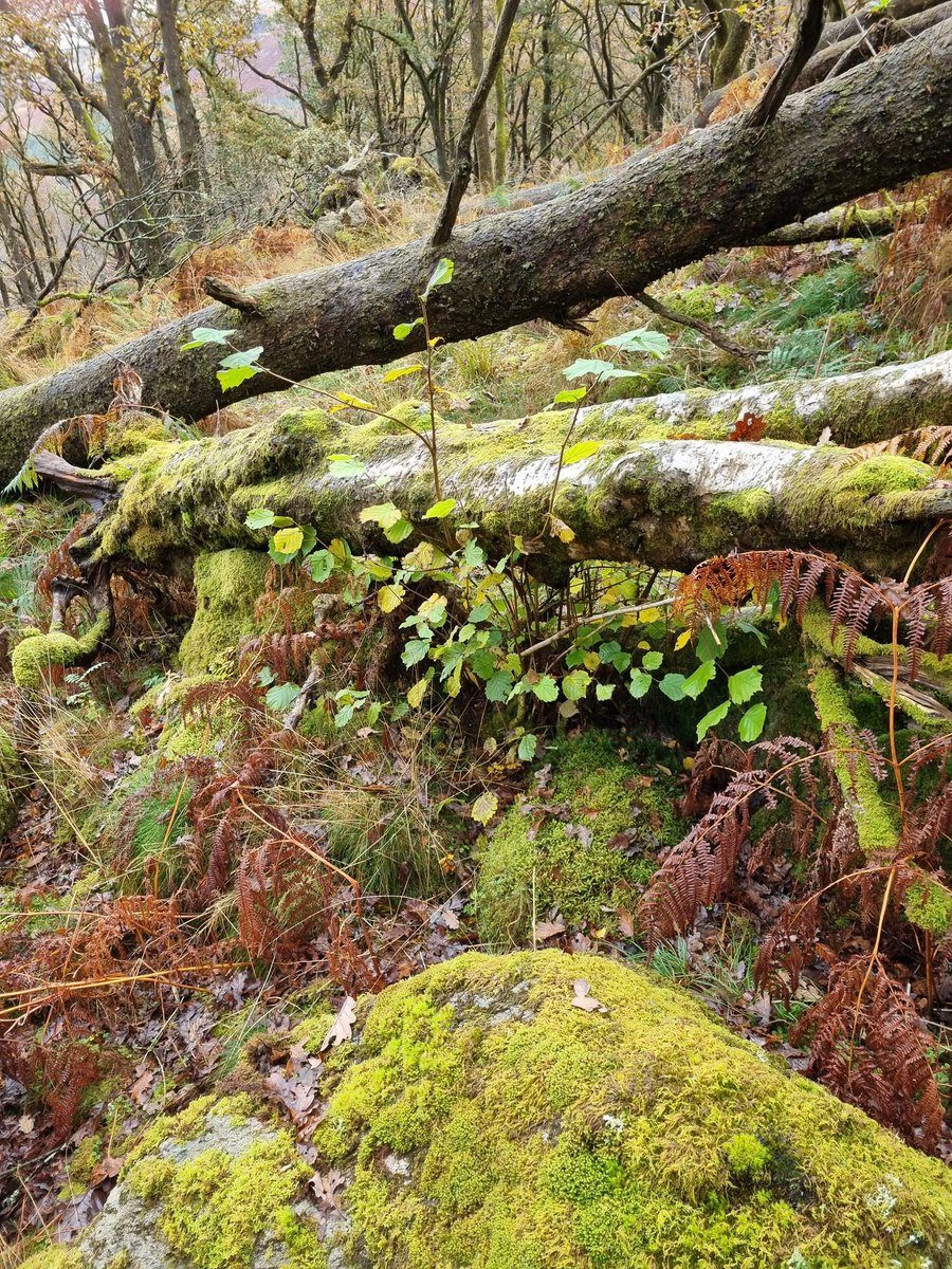 Restoring Hardknott Forest tweet media